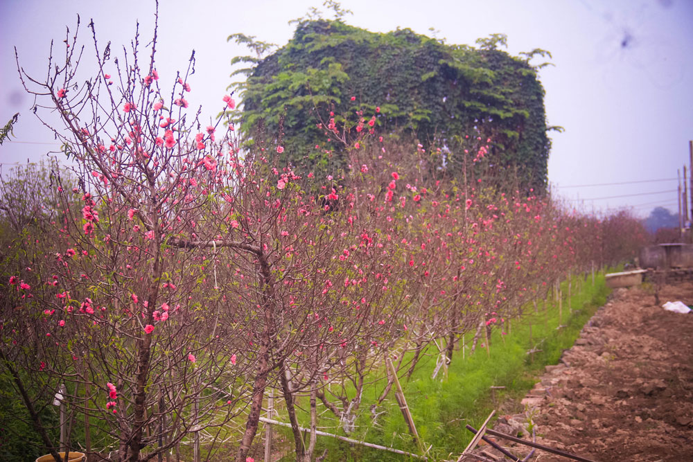 Đào Tết đã bắt đầu vào mùa khoe sắc tại vườn đào Nhật Tân (Hà Nội)